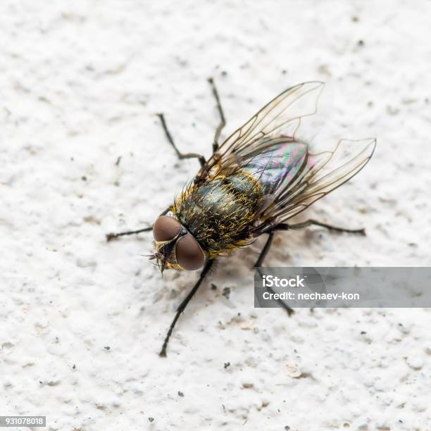 Carne De Diptera Mosca Insecto En Pared Foto de stock y más banco de imágenes de Insecto - Insecto, Aire libre, Ala de animal