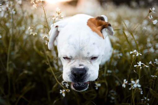 Cute white dog smelling flowers