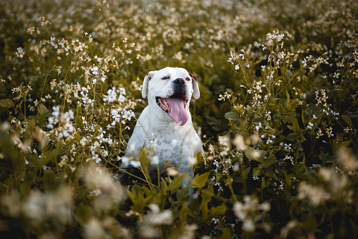 Cute white boxer dog portrait in the fields