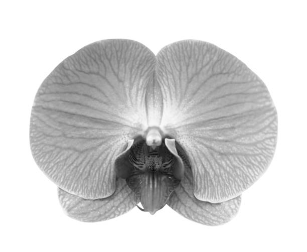 istock Close-up of gray orchid phalaenopsis isolated on white 931078228