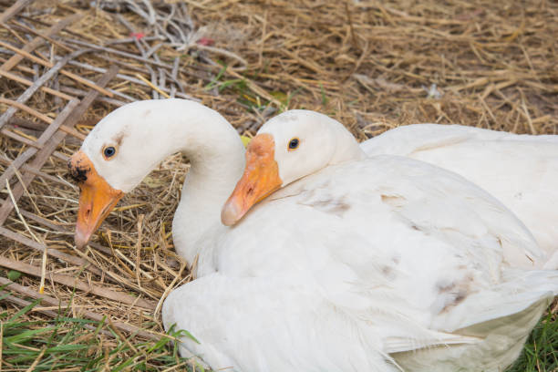 istock Goose and eggs in nest on the ground and dried straw 931078310