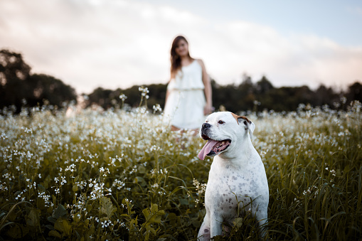 A beautiful woman playing with her white boxer dog