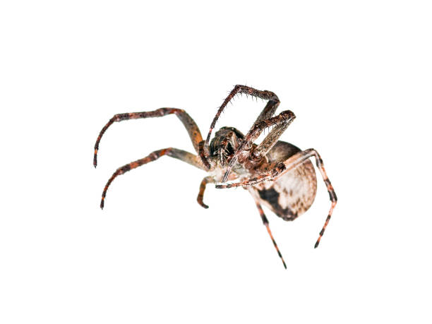 istock Crawling Spider Arachnid Insect Isolated on White 931078876