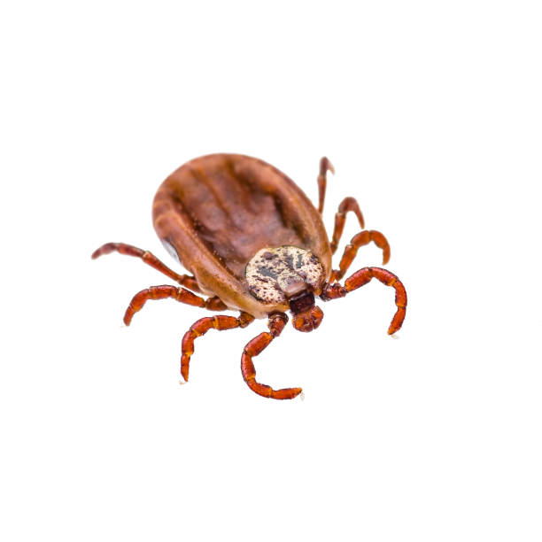 istock Encephalitis Virus or Lyme Disease Infected Tick Arachnid Insect Isolated on White 931078878
