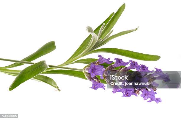 Foto de Lavanda e mais fotos de stock de Aromaterapia - Aromaterapia, Bouquet, Cheirar