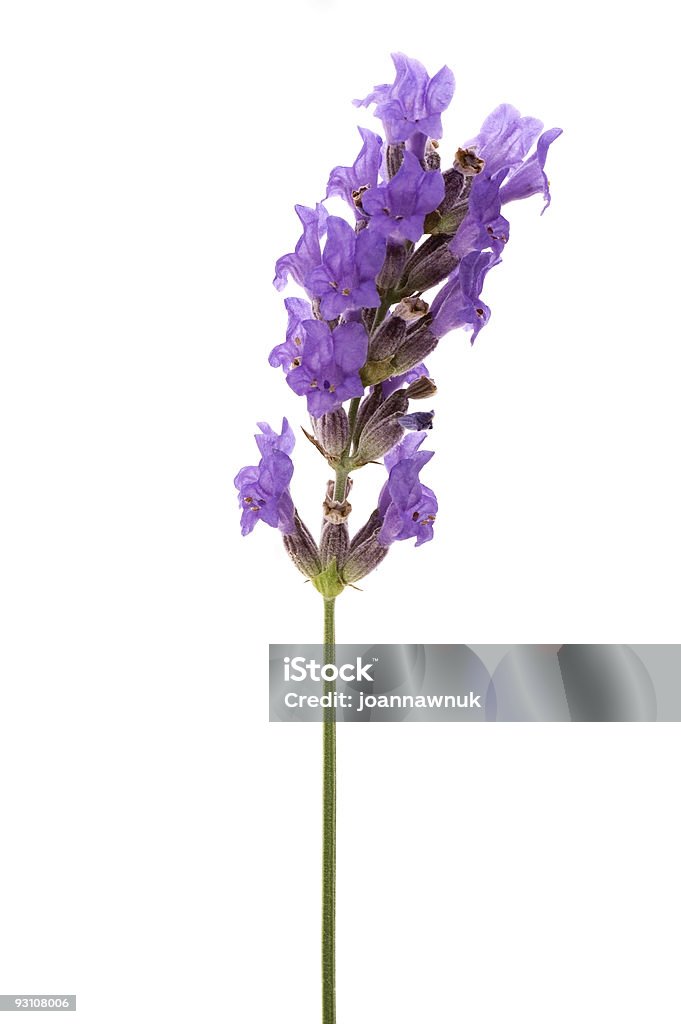 Lavanda - Royalty-free Aromaterapia Foto de stock