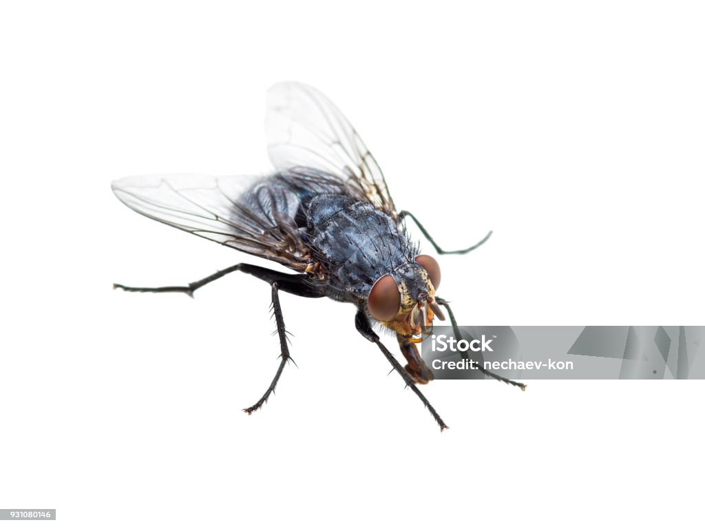 Ugly Diptera Fly Insect Isolated on White Background Close-up Photo of Ugly Diptera Fly Insect Isolated on White Background Fly - Insect Stock Photo