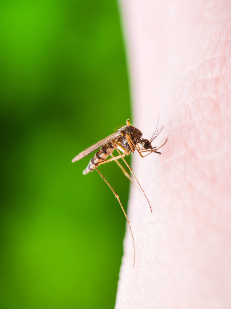 Yellow Fever, Malaria or Zika Virus Infected Mosquito Insect Macro stock photo