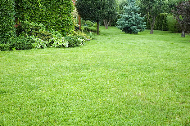 istock Serene peaceful garden with different types of trees 93108249