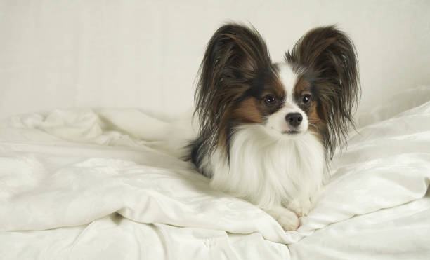 istock Dog Papillon crawls out from under the blankets and jumps off bed 931083352