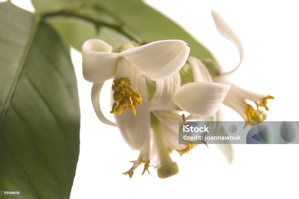 blossoming lemon tree  Agriculture Stock Photo