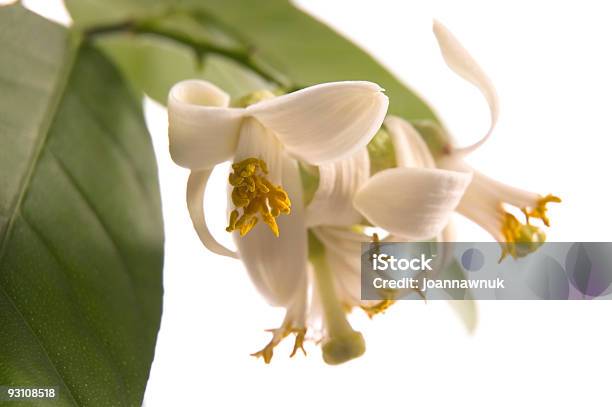 Blossoming Lemon Tree Stock Photo - Download Image Now - Agriculture, Blossom, Branch - Plant Part