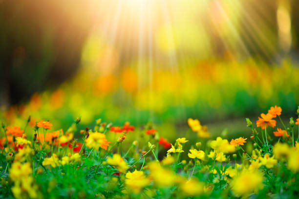 istock Wild meadow beautiful flower on morning sunlight background.(Selective Focus) 931086200