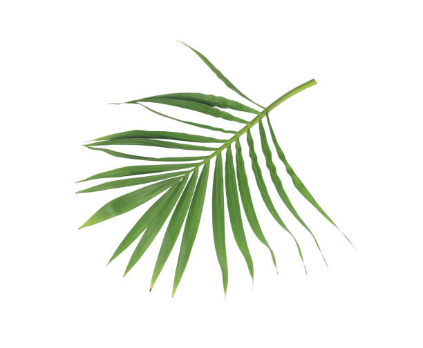 istock green leaf of palm tree isolated on white background 931087736