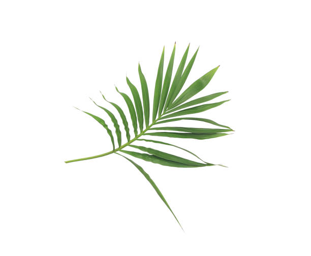 istock green leaf of palm tree isolated on white background 931087746