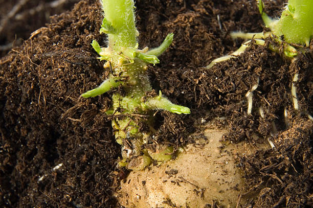 istock growing potato. baby plant 93108800