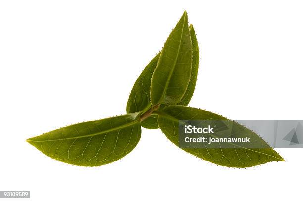 Frische Teeblätter Stockfoto und mehr Bilder von Ast - Pflanzenbestandteil - Ast - Pflanzenbestandteil, Blatt - Pflanzenbestandteile, Chinesische Kultur
