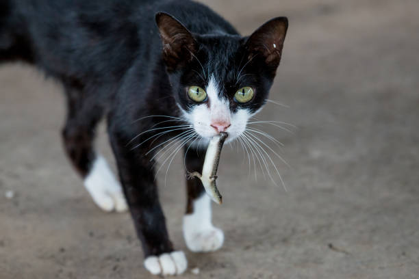 cat eating lizard cat eating lizard lizard eating stock pictures, royalty-free photos & images