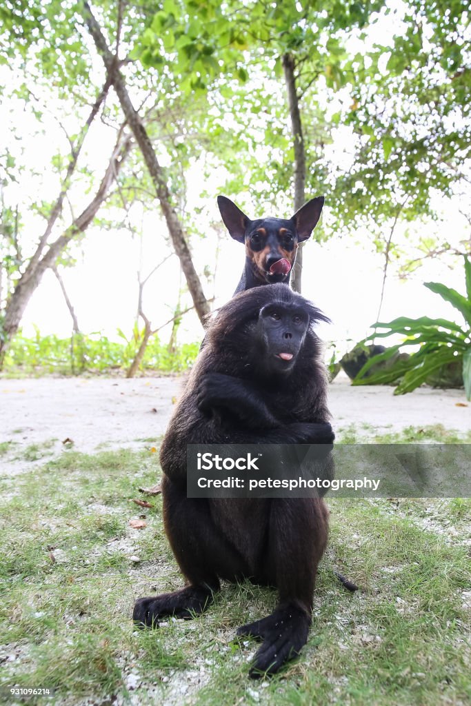 Funny Dog And Monkey Possing For A Photo Stock Photo - Download Image Now -  Animal Behavior, Animal Hair, Animal Wildlife - iStock