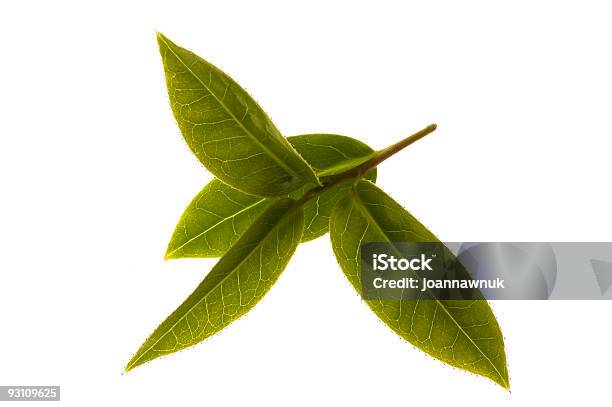 Fresche Foglie Di Tè - Fotografie stock e altre immagini di Colore verde - Colore verde, Composizione orizzontale, Flora