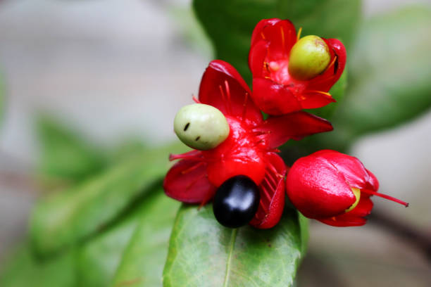 istock Close up beautiful small berry and small flowers on blur green leaf background 931096264