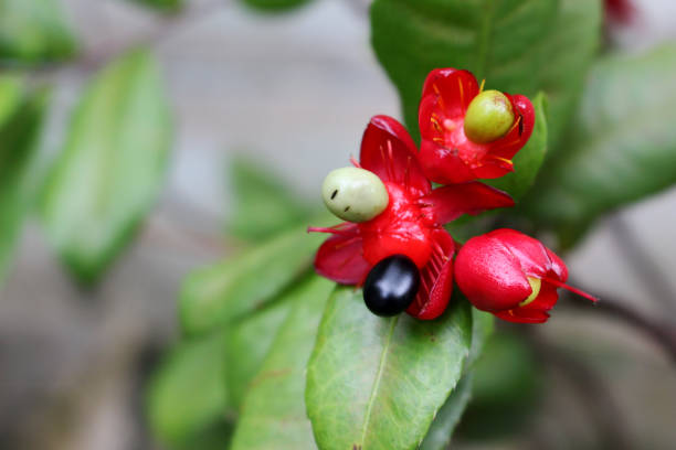 istock Close up beautiful small berry and small flowers on blur green leaf background 931096304