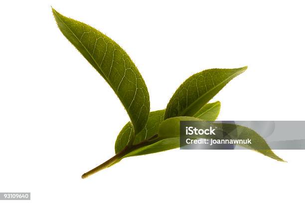 Świeże Liście Herbaty - zdjęcia stockowe i więcej obrazów Bez ludzi - Bez ludzi, Bliskie zbliżenie, Fotografika