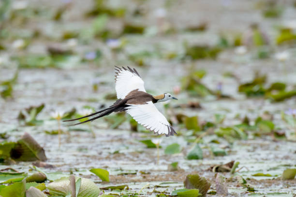 istock Pheasant-tailed Jacana is the most beautiful waterbird with long tail lived, walk on floating vegetation in shallow lakes 931096472