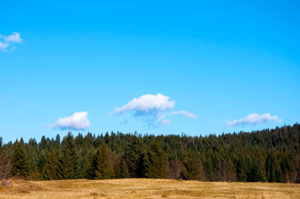 istock Golden meadow and the trees on the mountain 931096662
