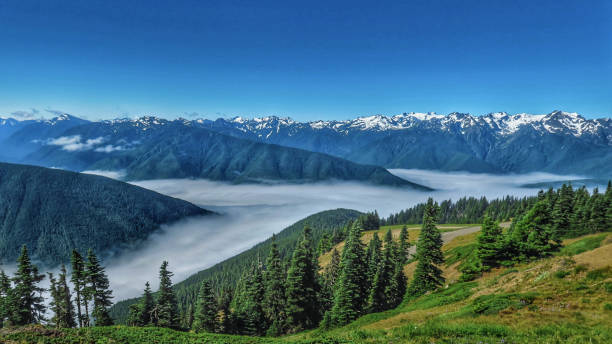Hurricane Ridge Olympic National Park