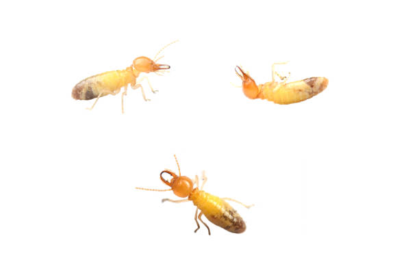 Termite on white background. Termite on white background in Thailand and Southeast Asia. termite stock pictures, royalty-free photos & images