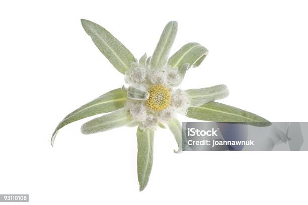 Edelweiss Foto de stock y más banco de imágenes de Edelweiss - Edelweiss, Recortable, Fondo blanco