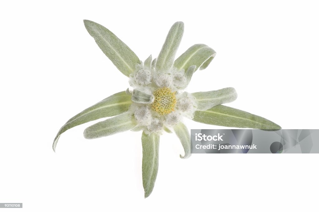 edelweiss - Photo de Edelweiss libre de droits