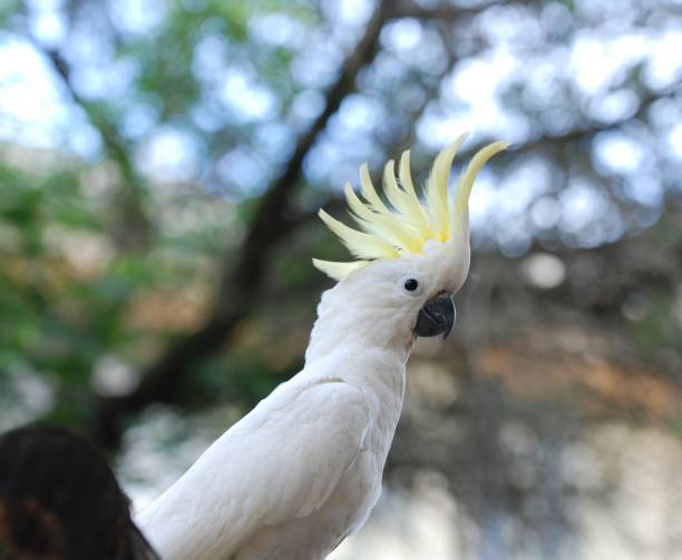 istock An excited cockatoo 931102828