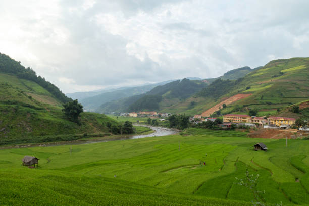 istock Panorama of rice paddy. 931103008