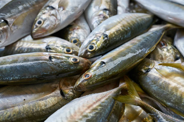 istock Many fishes on market 931105460
