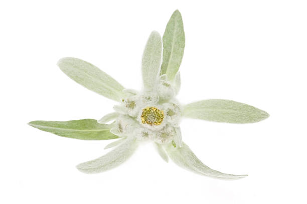 istock edelweiss isolated on the white background 93110675