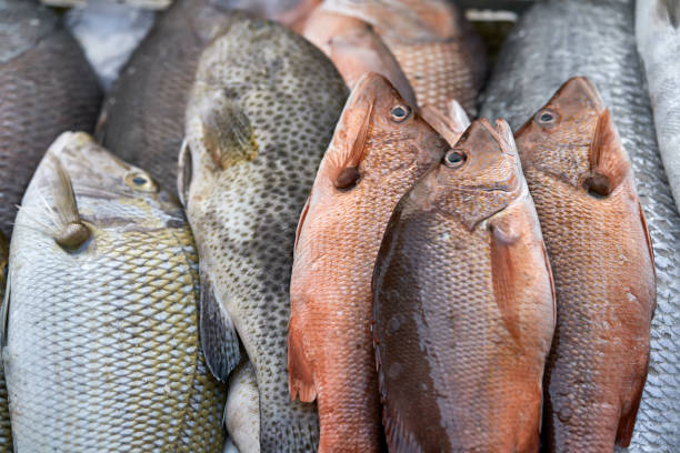 istock Fresh fishes on market 931107038