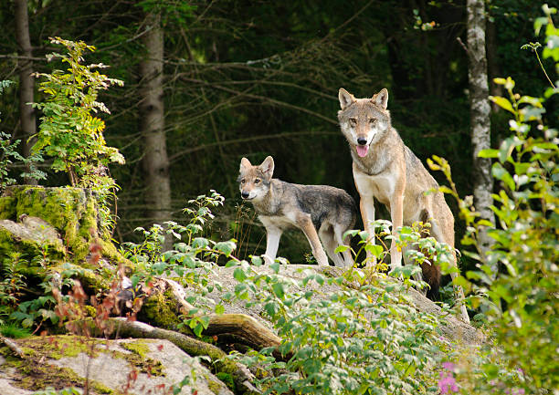 wolf mère avec petit de mammifère à fourrure - louveteau gris photos et images de collection