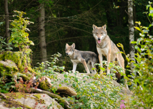 A pack of four European Grey Wolves playing in grass