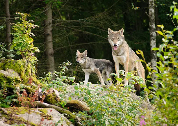 Photo of Wolf mother with cub