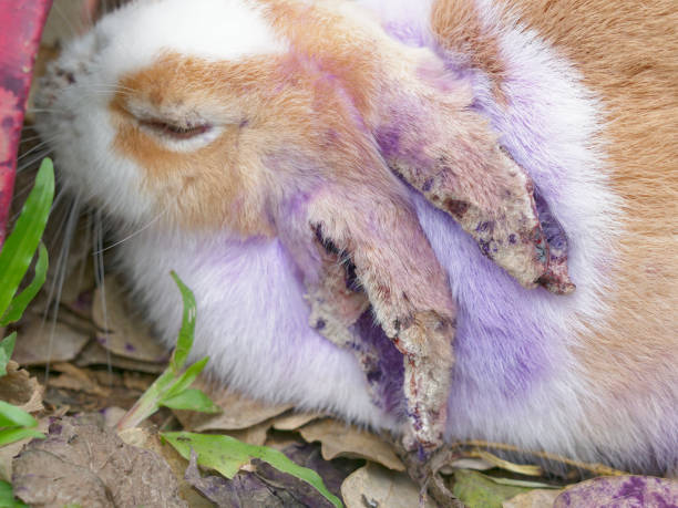 Sick rabbit with fur loss and skin problem on ears, nose, and eyes Sick rabbit with fur loss and skin problem on ears, nose, and eyes with concept of animal health, infection, and disease sick bunny stock pictures, royalty-free photos & images
