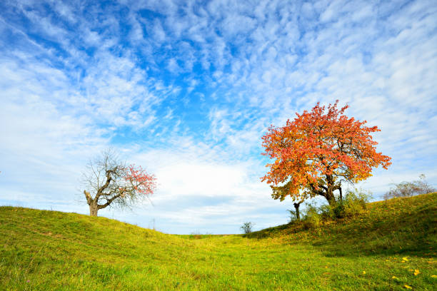 istock Autumn Landscape, Cherry Tree in Orchard with Leaves Changing Colour 931110698