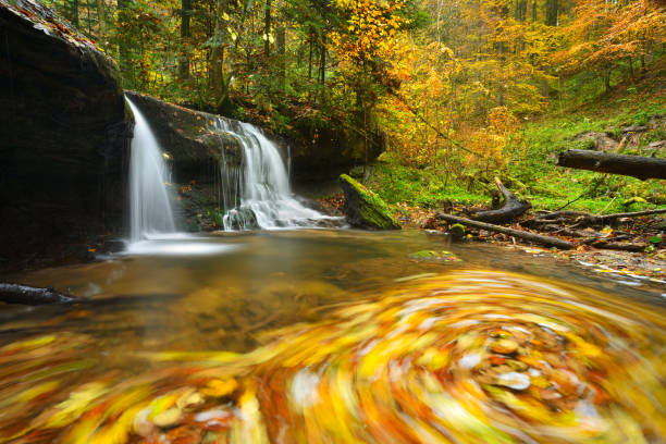 Cascades of Stream through Forest in Autumn, Colorful leaves swirling around in whirlpool, long exposure
