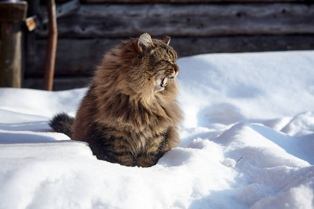 istock yelling siberian cat in snow 931114014