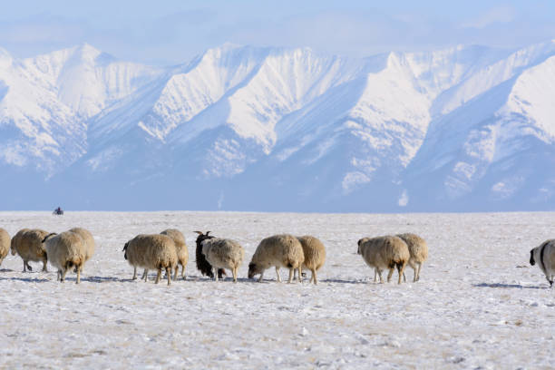istock Sheep graze on the backgroun of mountains 931114454