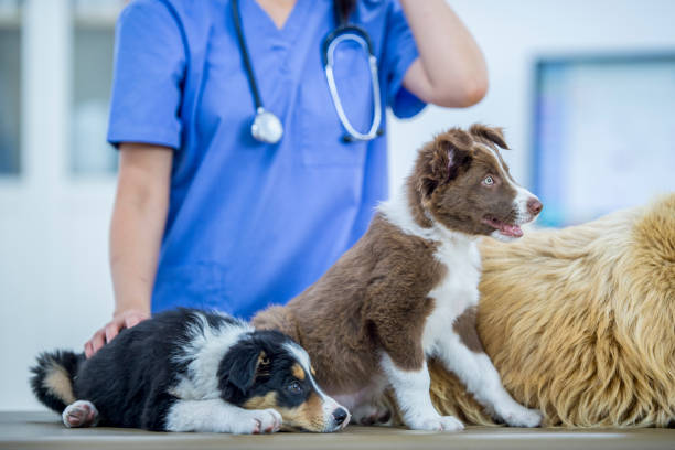 istock Three Dogs At The Vet 931114576