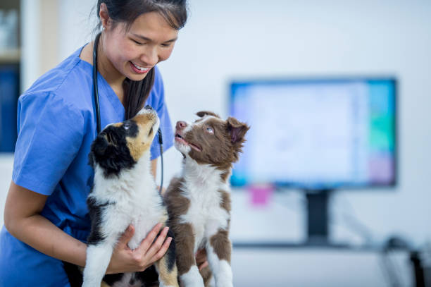 veterinario con dos collies de frontera - pets dog office vet fotografías e imágenes de stock