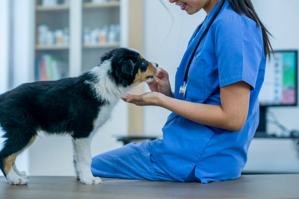 istock Giving A Puppy A Treat 931114592