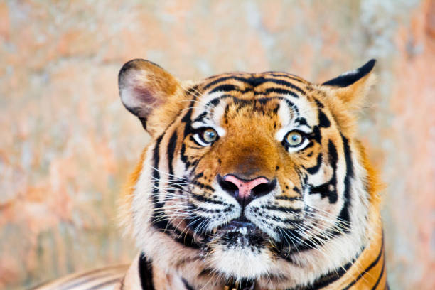 istock Portrait Of Head Tiger Close-Up 931115006